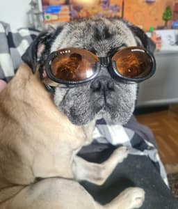 Pug dog sitting and looking at camera