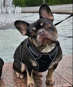 French bulldog sitting on a couch